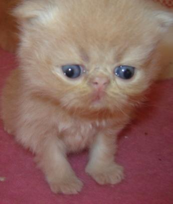 faça um mimo para vc gatos persa a venda