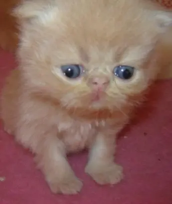 faça um mimo para vc gatos persa a venda