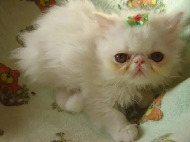 Esse presente e show gatos persa a venda
