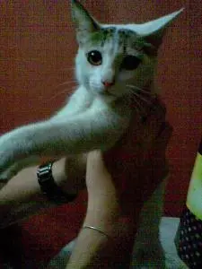 Doação de Gatos SRD