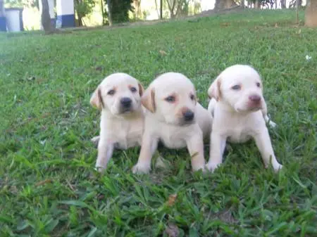 LABRADOR AMARELO / PRETO / CHOCOLATE, aproveite e faça sua reserva
