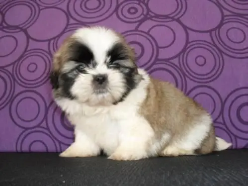 VENDO FILHOTES DE SHIH-TZU. ESCOLHA O SEU