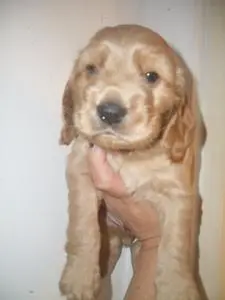 COCKER SPANIEL INGLES FILHOTE