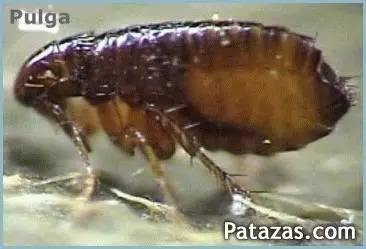 dedetizadora itaquera, lajeado