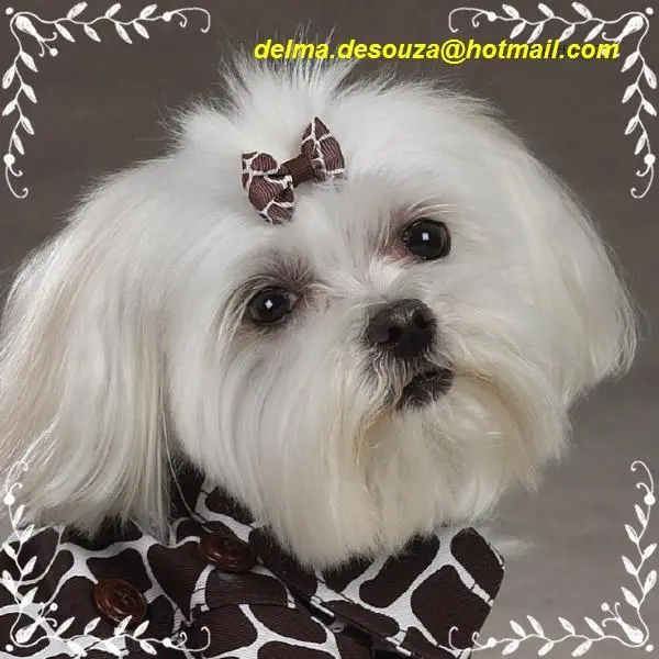 MALTÊS CANIL BABY DOG