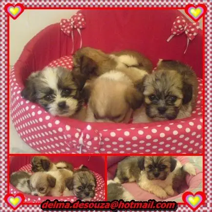 MALTÊS CANIL BABY DOG