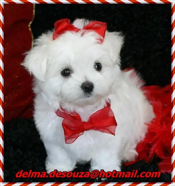 MALTÊS CANIL BABY DOG