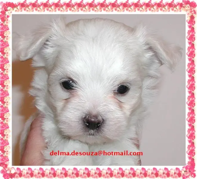 FILHOTES MALTÊS CANIL BABY DOG