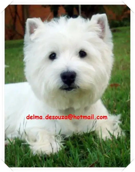 FILHOTES CANIL BABY DOG