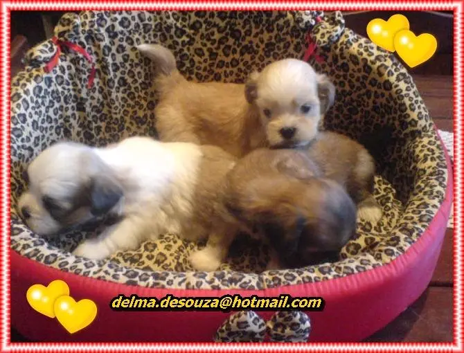 FILHOTES CANIL BABY DOG