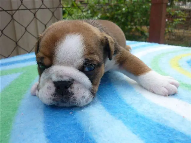 BULLDOG INGLES FILHOTES
