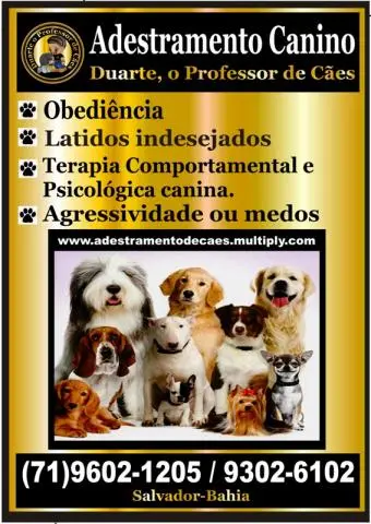 ADESTRADOR DE CÃES SALVADOR BAHIA / DUARTE O PROFESSOR DE CÃES