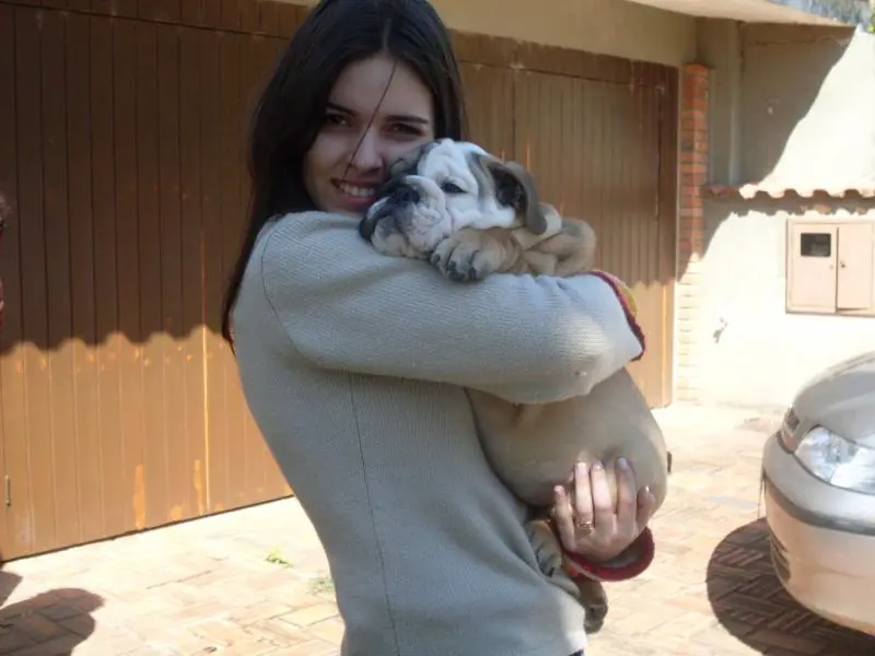 BURDOG A RAÇA MAIS QUERIDA DO MUNDO
