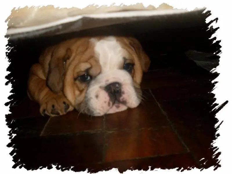 BURDOG A RAÇA MAIS QUERIDA DO MUNDO