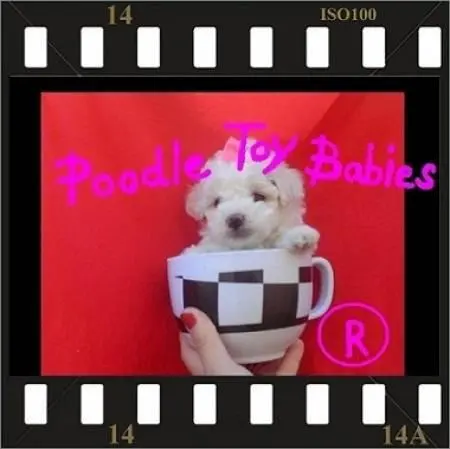 POODLE MICRO, POODLE MICRO TOY, POODLE DE BOLSO, POODLE O, POODLE MINIATURA, POODLE TOY, POODLES