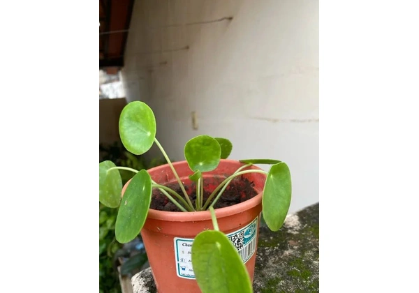 Pileia peperomiodes