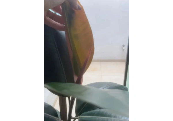 Planta natural Fícus+vaso com prato