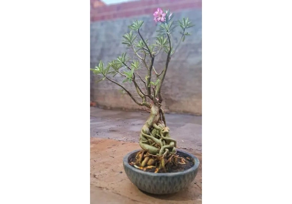 ROSA DO DESERTO BORDAS ROSA COM BRANCO 10ANOS.!