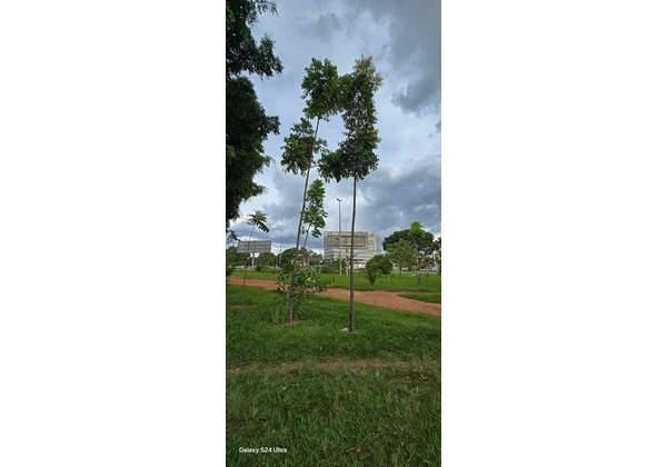 Mudas de MOGNO BRASILEIRO
