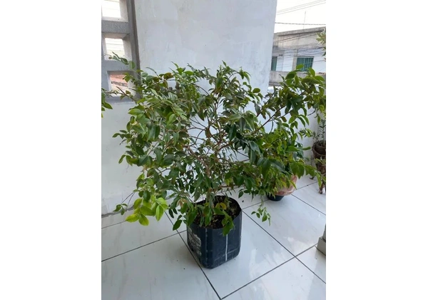 Pé de jabuticaba