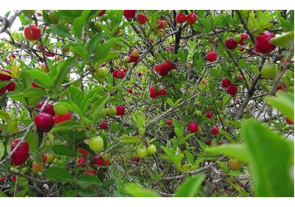 Mudas de acerola gigante preste a produzir 1 metro