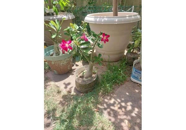 Rosa do deserto vários tamanhos