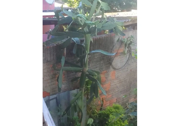 Vendo essa Linda árvore palmo 100