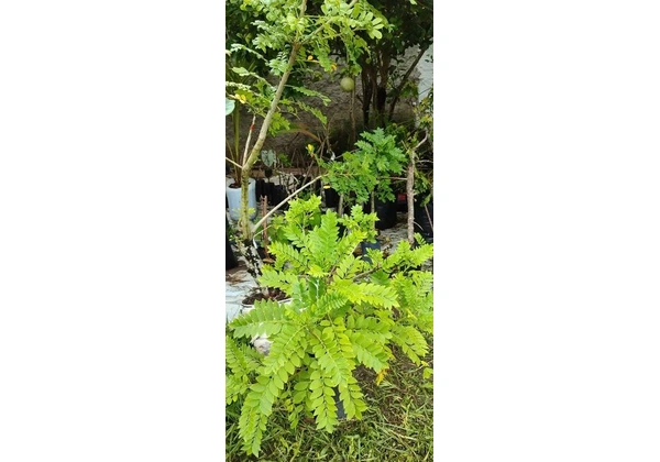 Frutíferas produtivas aqui no Encanto Verde *