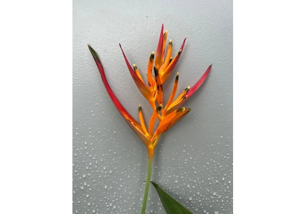 Heliconia psittacorum (Heliconia papagaio)