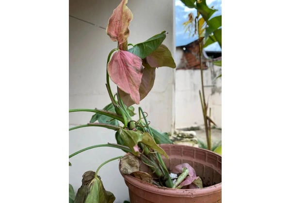 Singonio rosa