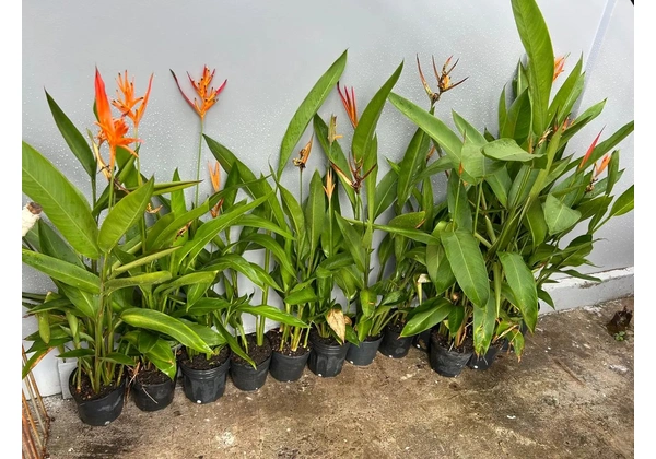 Heliconia psittacorum (Heliconia papagaio)