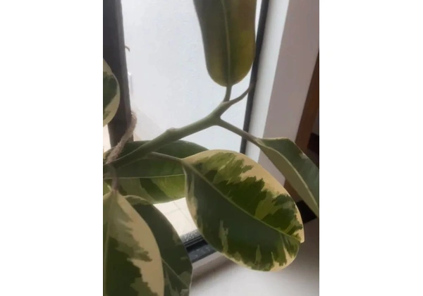 Planta natural Ficus+vaso e prato