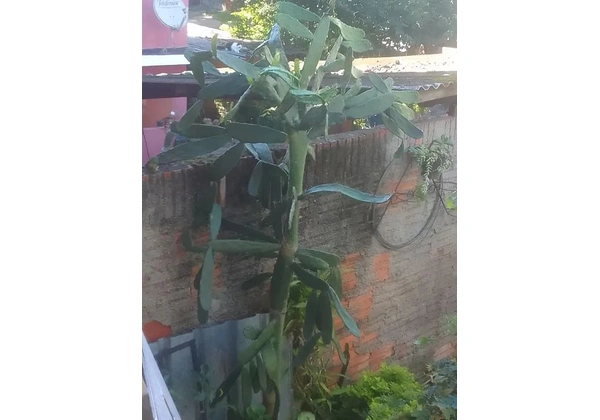 Vendo essa Linda árvore palmo 100