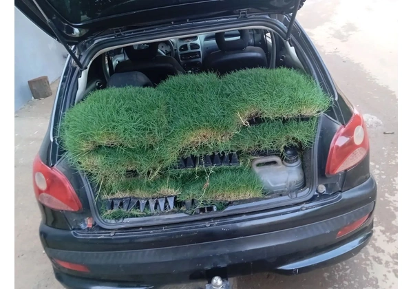RP plantação de grama bermuda
