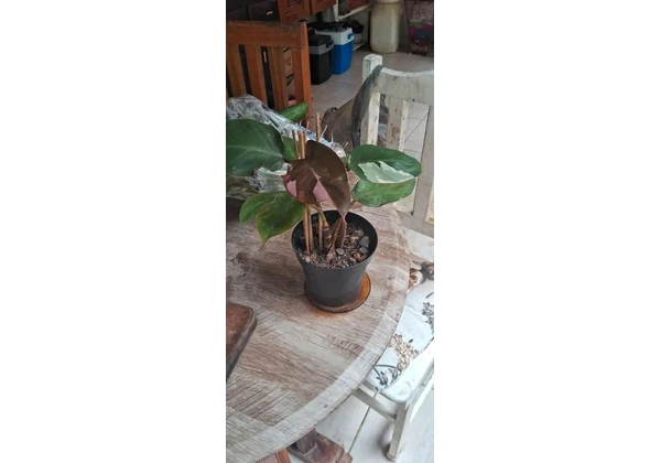 vendo planta philodendron