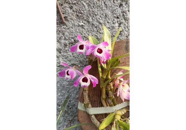 3 Mudas de Orquídea Dendrobium (Nome popular 