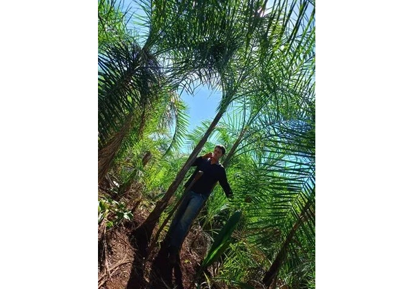 mudas da gueiroba ou guariroba adultas para paisagismo 3 metros