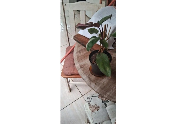 vendo planta philodendron