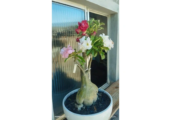 Vendo mudas de rosas do deserto