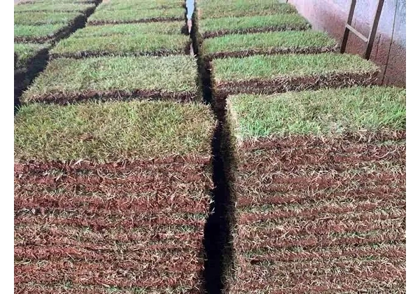 VENDA DE GRAMA.