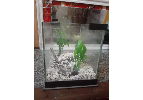 2 Aquários de Vidro para Peixes