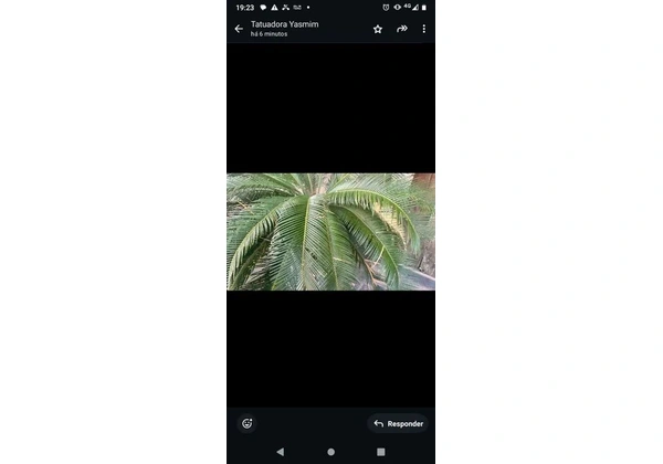 Planta sagu