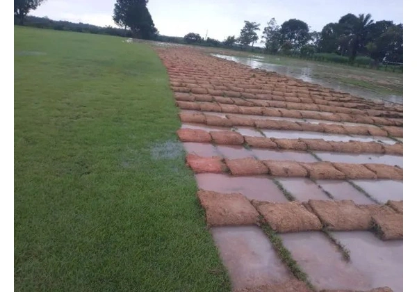 Grama tipo Esmeralda a partir de R$10 m2