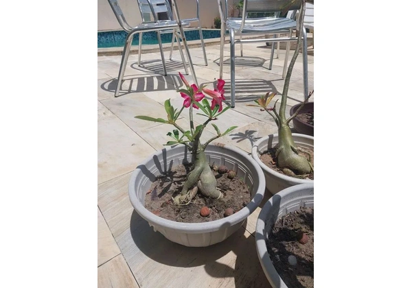 Rosa do deserto vários tamanhos