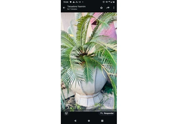 Planta sagu