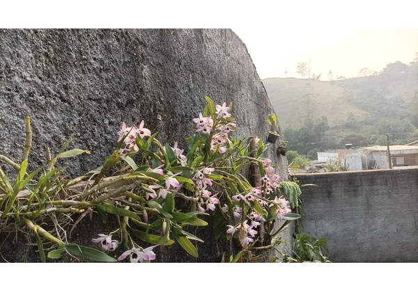3 Mudas de Orquídea Dendrobium (Nome popular 