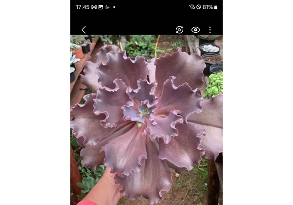 Suculenta gibiflora gigante