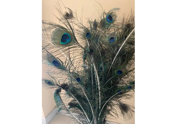 Penas de pavão