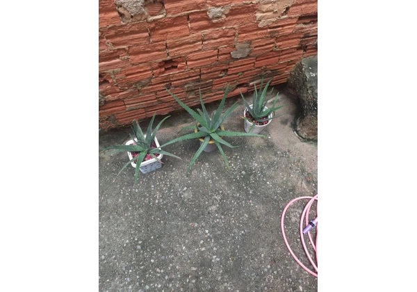 3 vasos de Aloe Vera