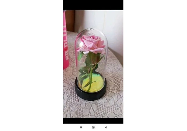 Rosa bela e a fera encapsulada 15cm